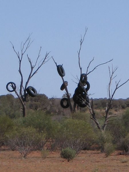 Australske gummitrae