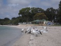 De fraekke pelikaner