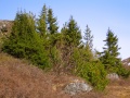 Skoven i Ivigtut