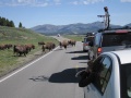 Bison crossing!