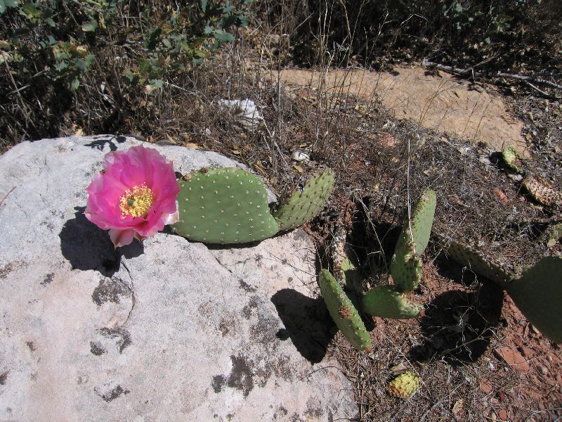 Kaktus i blomst - flot